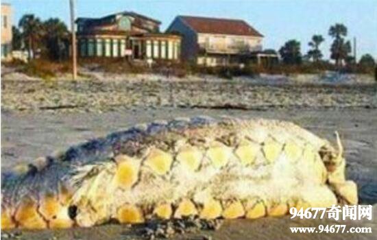 南非海怪真相揭秘，比鲸鱼还大的白毛象鼻怪