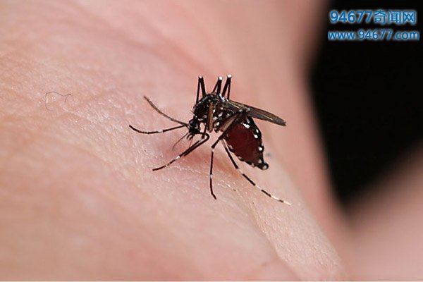 蚊子是怎么交配和繁殖的，有公母之分吗?