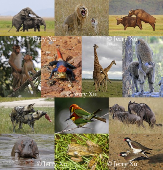 实拍各种野生动物的交配过程 难得一见的动物交配图
