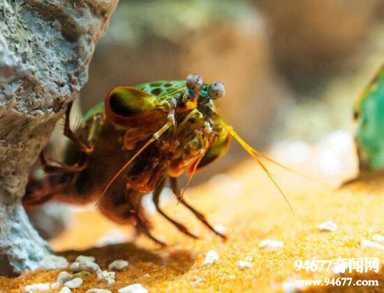 世界上最凶残的虾类，螳螂虾(能击断人手指)