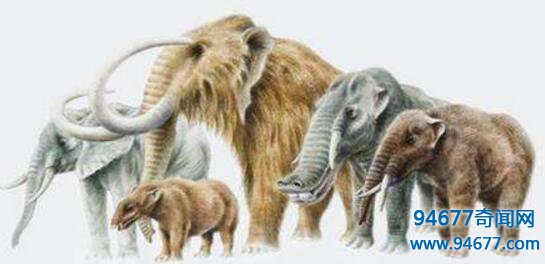 世界上最早的象类，明镇兽(距今5500万年前)