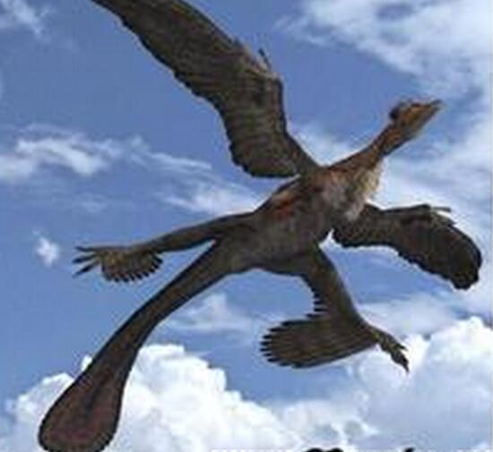 四翼鸟，生在非洲的奇禽（罕见）