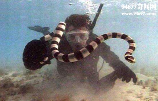 史上最全的海蛇图片，探索不可思议的海蛇世界