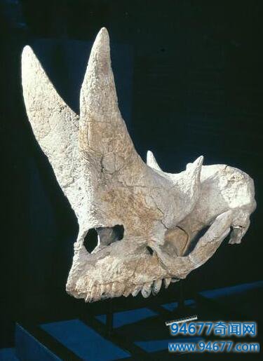 世界上最早的象类，明镇兽(距今5500万年前)