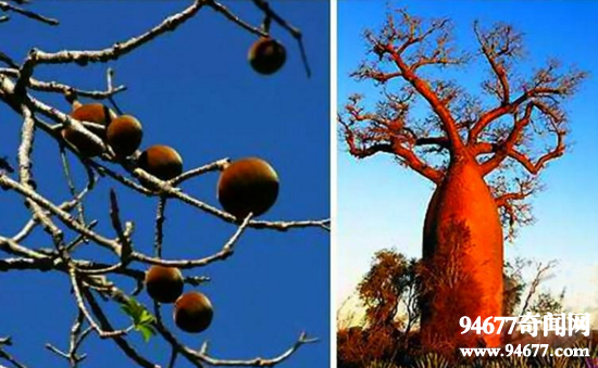 盘点8大猴面包树，非洲猴面包树被称"超级水果"