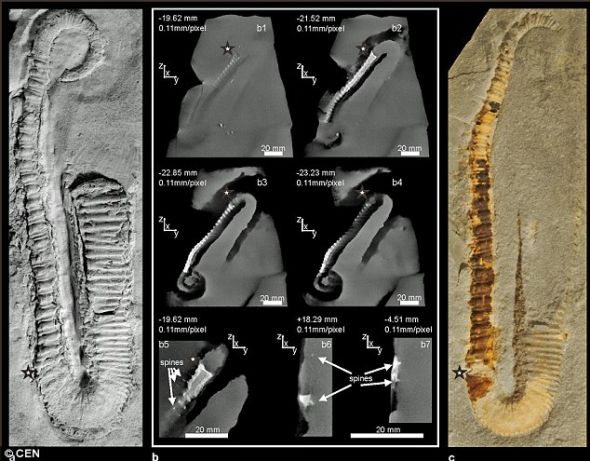 1.28亿年前鱿鱼祖先身体长满钉状结构(图)