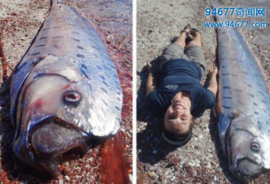 食用皇带鱼竟会致死，揭秘关于皇带鱼的恐怖传说
