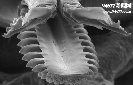 地球上十大最毛骨悚然的虫类，幽灵蛞蝓(吞食蚯蚓)