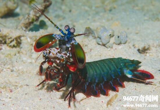 世界上最凶残的虾类，螳螂虾(能击断人手指)