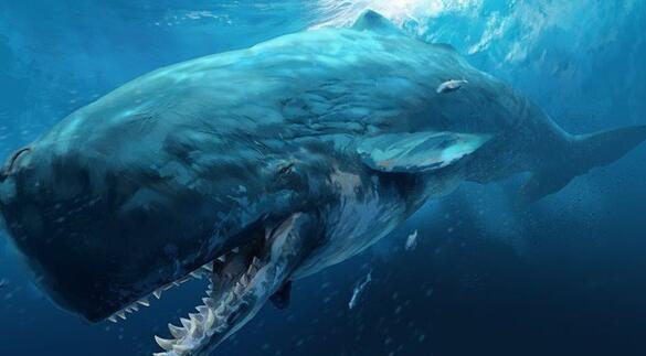 远古巨兽梅尔维尔鲸，大白鲨仅仅是它小菜一碟