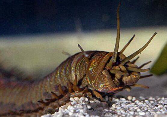 蛀船虫，排名世界上十大最恶心生物之首