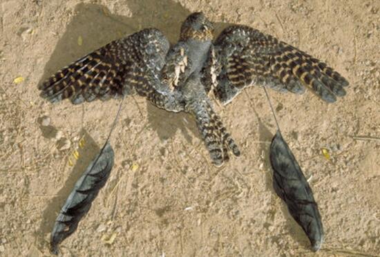 四翼鸟，生在非洲的奇禽（罕见）