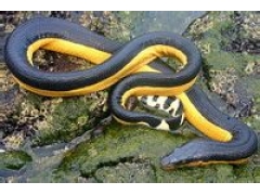 史上最全的海蛇图片，探索不可思议的海蛇世界