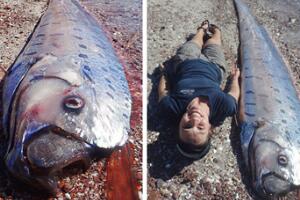 食用皇带鱼竟会致死，揭秘关于皇带鱼的恐怖传说