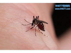 蚊子是怎么交配和繁殖的，有公母之分吗?