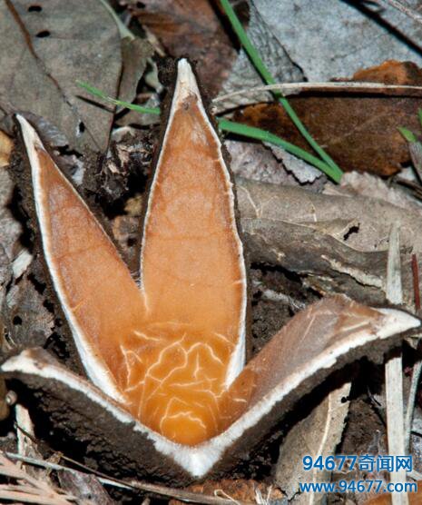 世上最稀有的真菌恶魔雪茄，竟能发出嘶嘶叫声