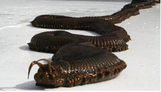 蛀船虫，排名世界上十大最恶心生物之首