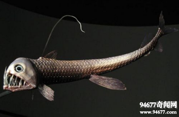 深海五大神秘生物：恐怖毒蛇鱼(图)