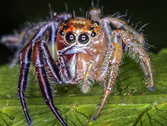 自然界雌雄同体生物 美国惊现雌雄同体的蜘蛛