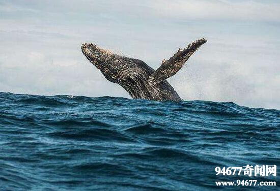 南非海怪真相揭秘，比鲸鱼还大的白毛象鼻怪