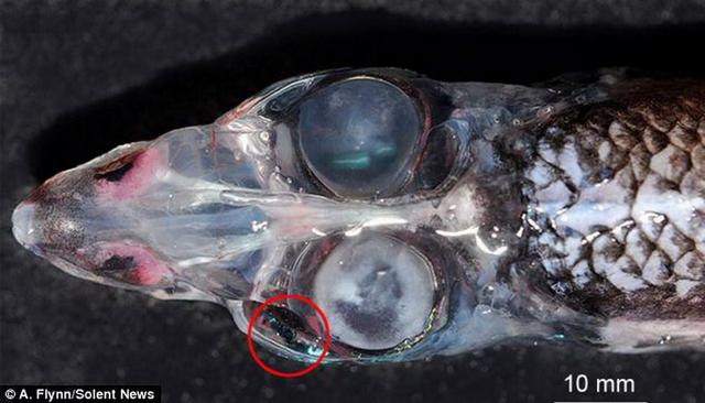 科学家发现深海“四眼鱼” 具有360度视野