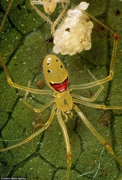 夏威夷微小动物笑脸蜘蛛咧嘴大笑