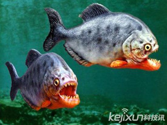 全球远古巨兽盘点：邓氏鱼是史前一种可怕的鱼类