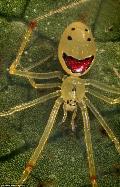 夏威夷微小动物笑脸蜘蛛咧嘴大笑