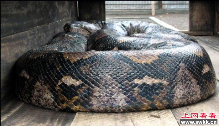 寻找世界上最大的蛇 四川发现罕见55米巨蟒