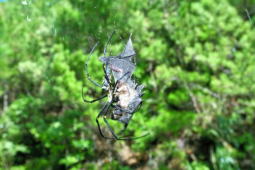 科学家发现蜘蛛竟捕食蝙蝠