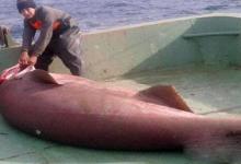 美渔民捕获世界上最大的灰鲭鲨（速度最快的鲨鱼）