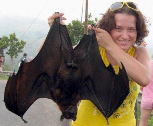 寿命最长的蝙蝠与世界上最大的蝙蝠