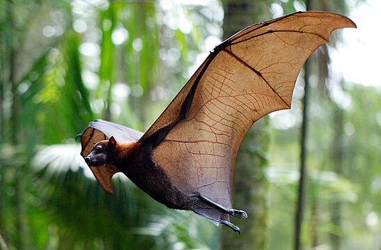 寿命最长的蝙蝠与世界上最大的蝙蝠