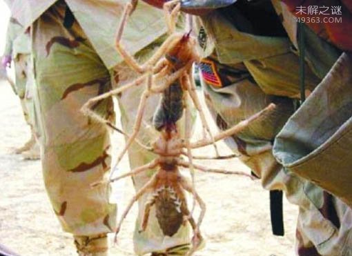 让美军士兵都闻风丧胆的虫子“巨骆驼蜘蛛”