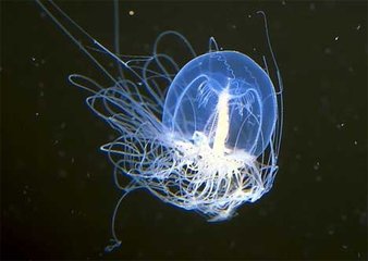灯塔水母真能永生吗  具有返老还童功能的海洋生物