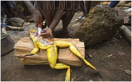 非洲惊现最长青蛙：喀麦隆巨蛙的历史与命运
