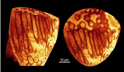 古生物性器官里发现世界最古老精子，古老化石精子大揭秘