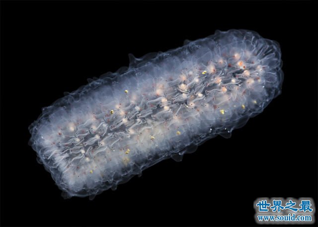 世界上最大的可发光的虫子，火体虫(最长达30米)(www.gifqq.com)