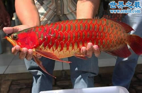 世界最贵的鱼是什么鱼，血红龙500万/金钱鳘300万(www.gifqq.com)