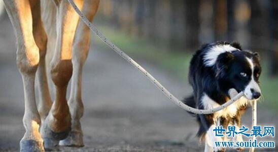 世界上最聪明的狗，边境牧羊犬智商最高会骑马(www.gifqq.com)