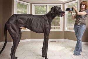 世界最高大的狗，大乔治高达2.2米(比人还高)
