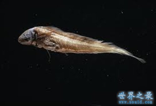 世界上潜水最深的动物，抹香鲸(下潜2200米)(www.gifqq.com)