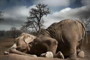 世界上睡眠最少的动物，大象竟一周不睡觉