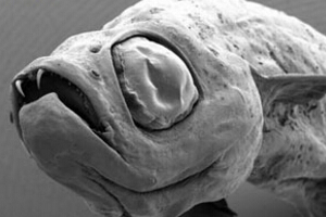 世界上最恐怖的鱼类，吸血鬼鱼(牙齿长达15米)