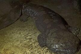 世界上年龄体型最大的蝾螈，200岁(身长1.4米)
