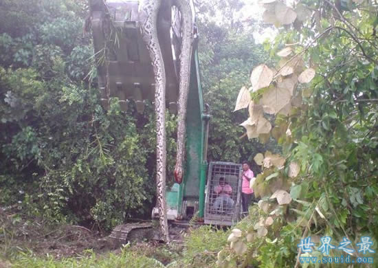 世界上最大的蛇97米长，福州工地现成精巨蟒(www.gifqq.com)