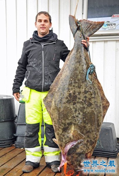 世界上最大的比目鱼，重达468斤(用鱼竿钓起)(www.gifqq.com)