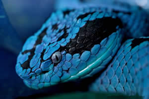 世界十大毒蛇排名，贝尔彻海蛇一口毒液致死1000人