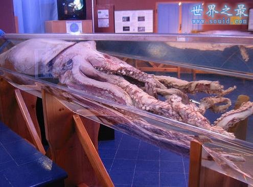 世界上最大的章鱼，太平洋巨型章鱼(重545斤)(www.gifqq.com)