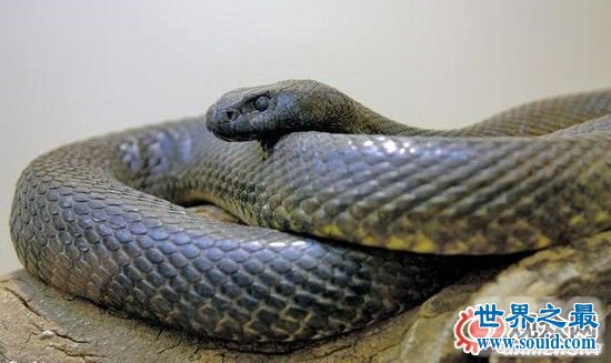 世界十大毒蛇排名，贝尔彻海蛇一口杀死1000人(www.gifqq.com)